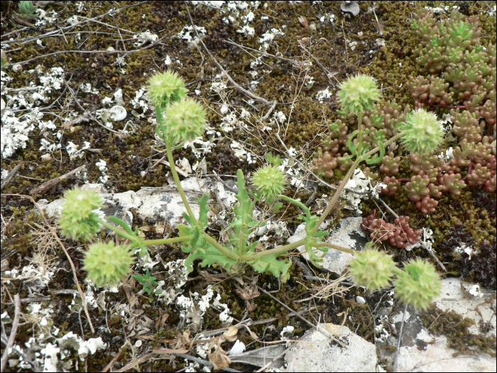 Valerianella discoidea