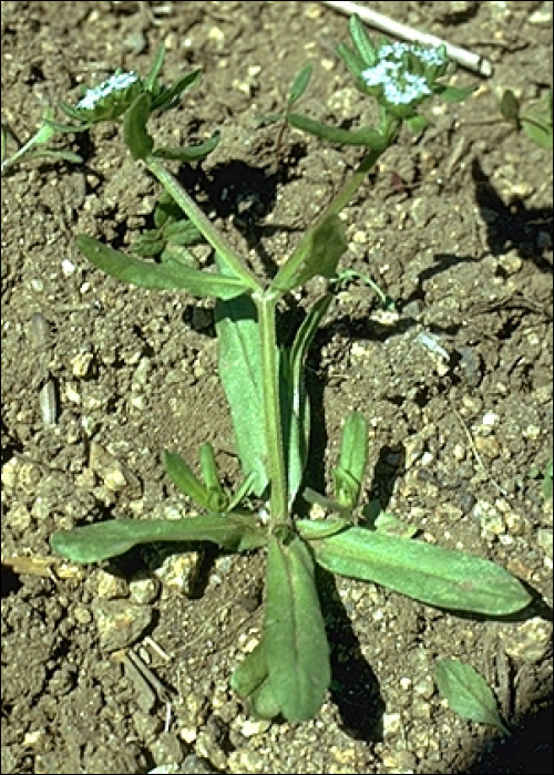 Valerianella locusta LaterrValerianella olitoria