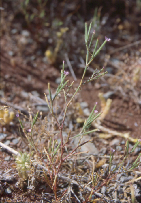 Velezia rigida