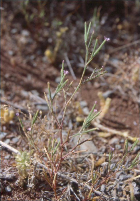 Velezia rigida