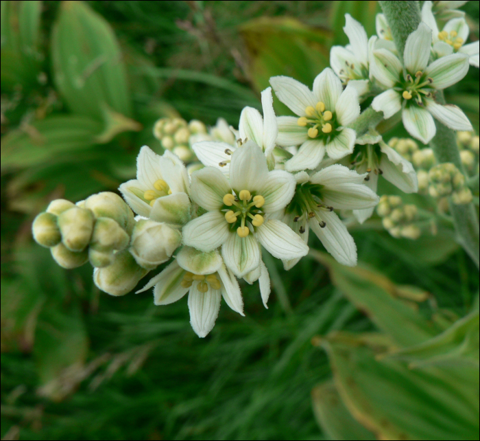 Veratrum album L