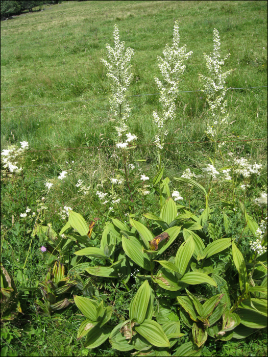 Veratrum album L