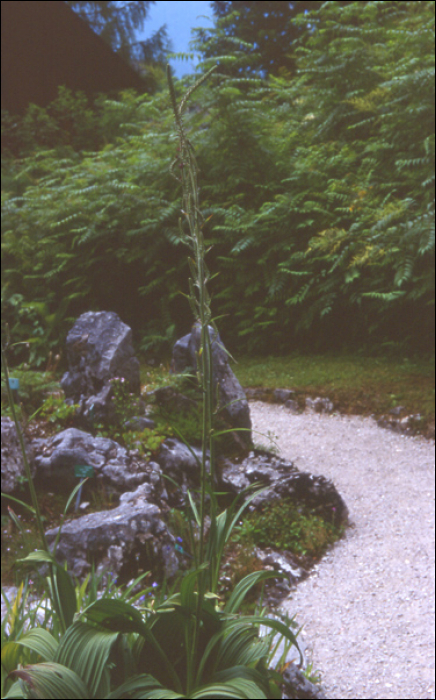 Veratrum nigrum