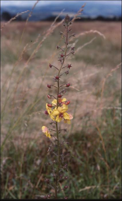 Verbascum blattaria