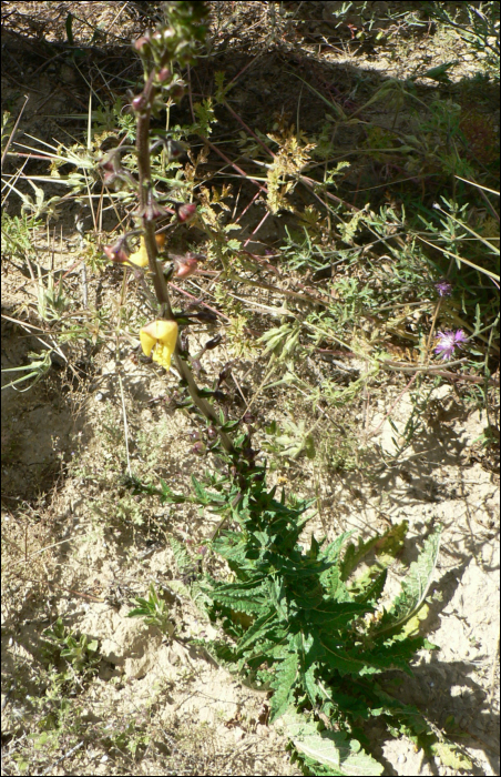 Verbascum blattaria