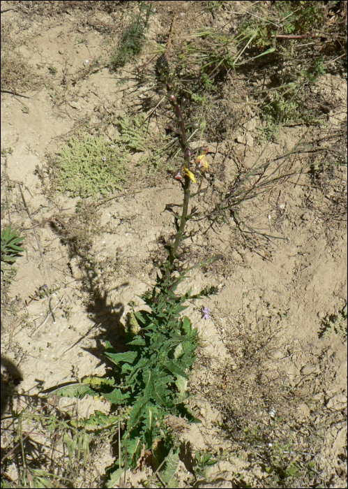 Verbascum blattaria