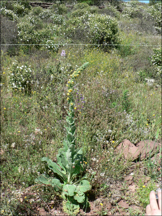 Verbascum boerhavii