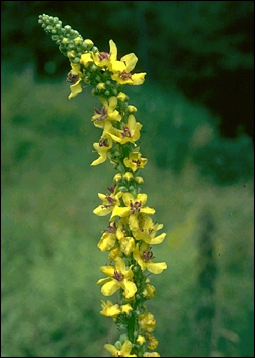 Verbascum nigrum L.