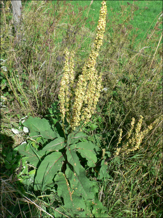 Verbascum nigrum L.