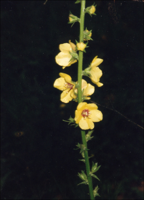 Verbascum nigrum L.