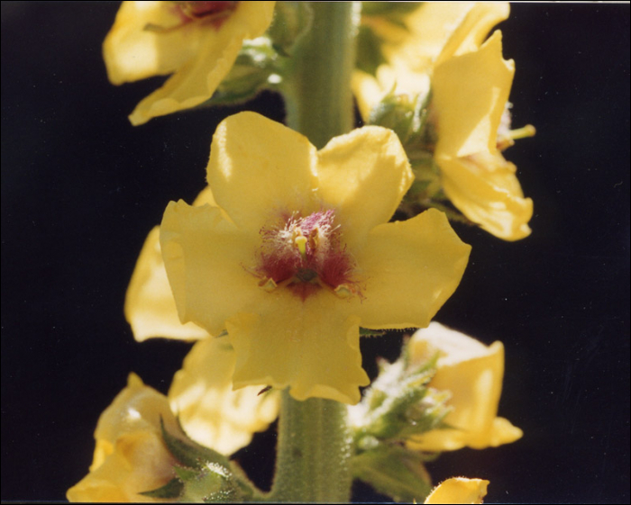 Verbascum nigrum L.