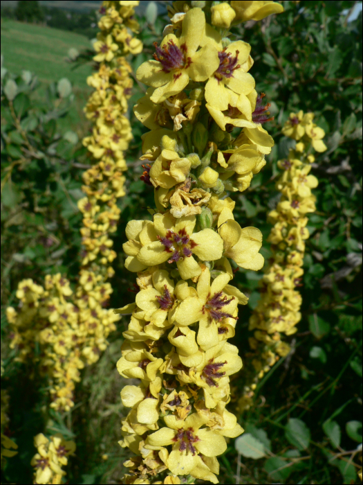 Verbascum nigrum L.