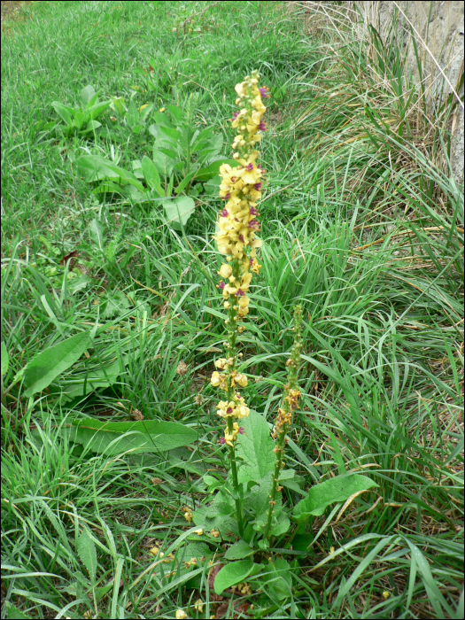 Verbascum nigrum L.