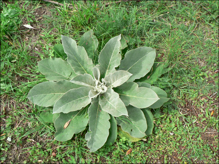 Verbascum thapsus L.