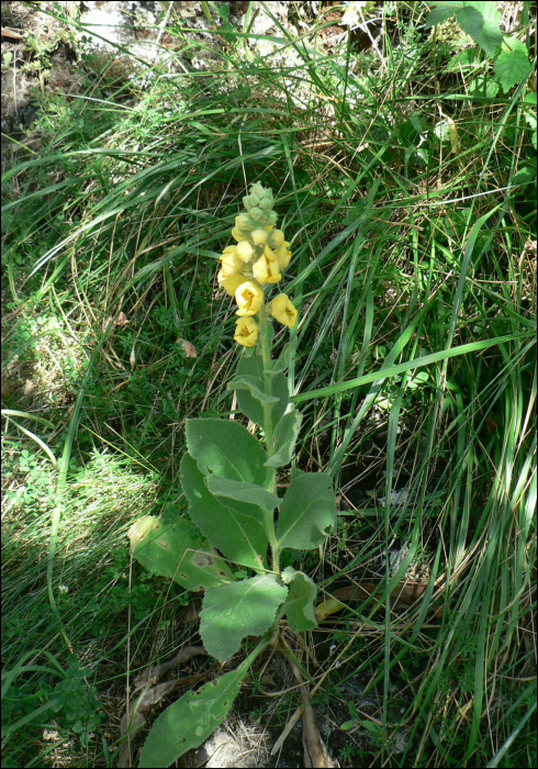 Verbascum thapsus L.