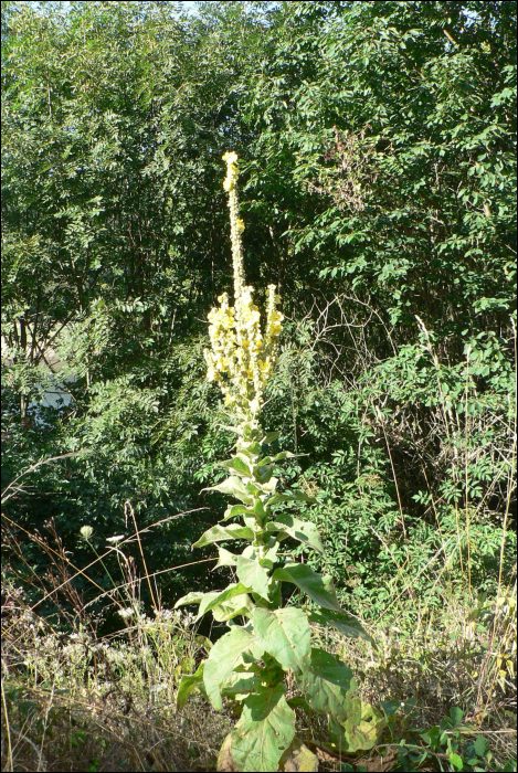 Verbascum thapsus L.