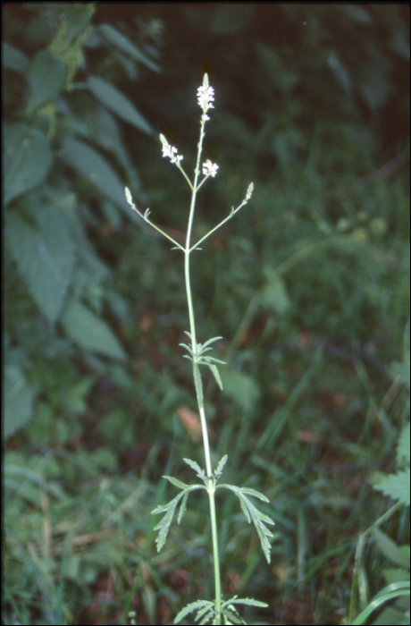 Verbena officinalis L.