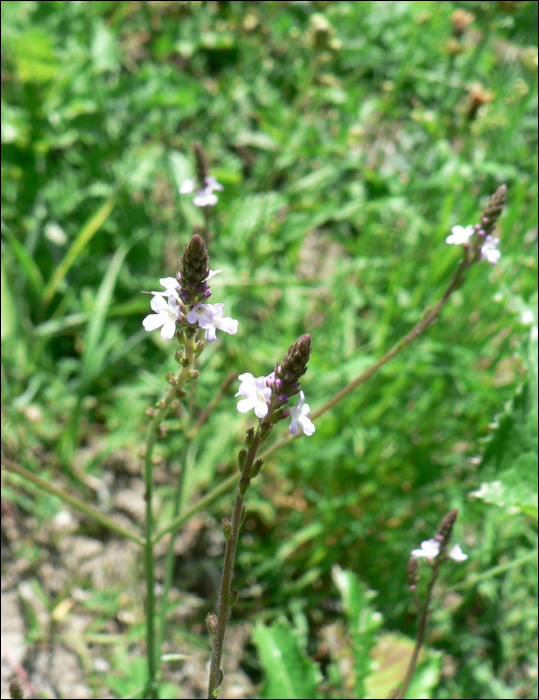 Verbena officinalis L.