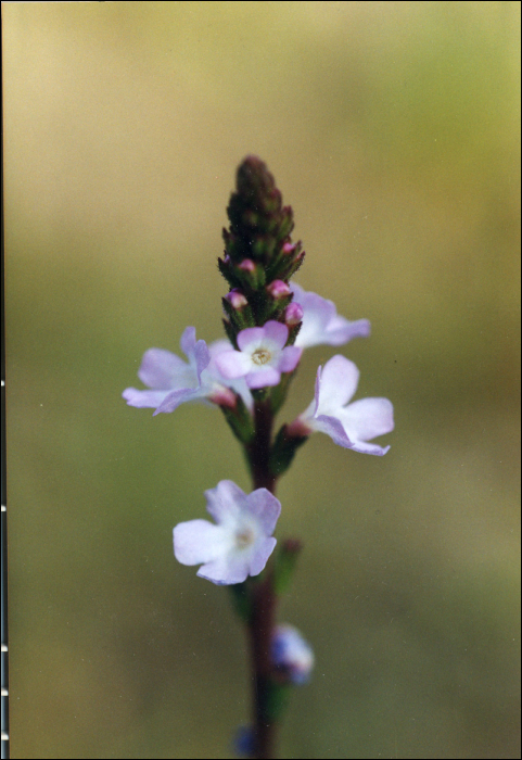 Verbena officinalis L.