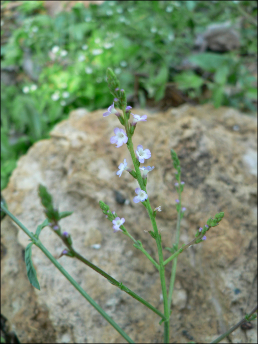 Verbena officinalis L.