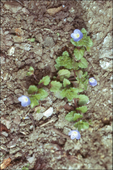 Veronica agrestis L.