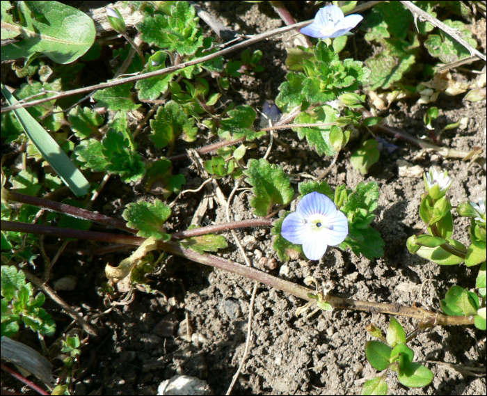 Veronica agrestis L.