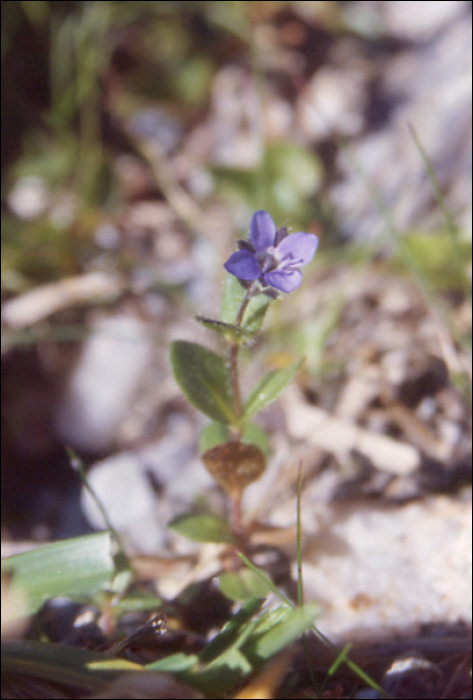 Veronica alpina