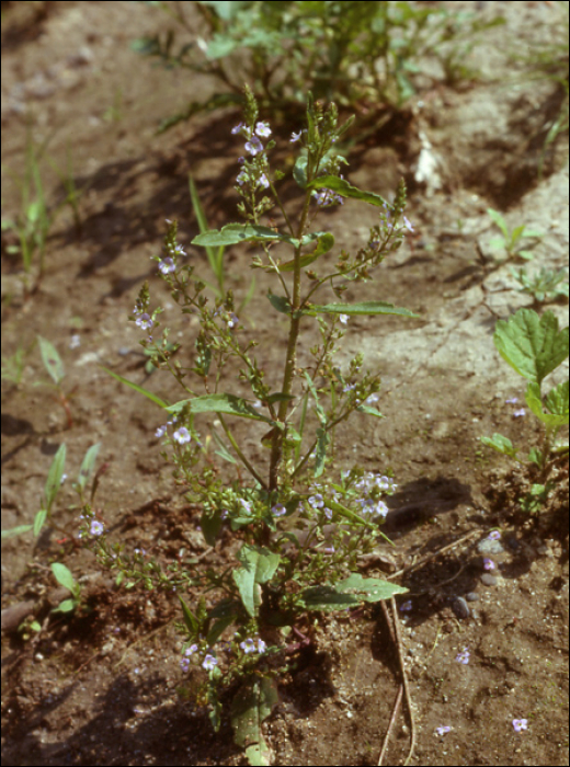 Veronica anagallis aquatica L.