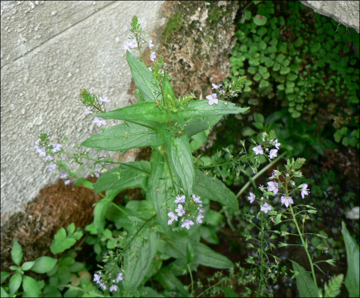 Veronica anagallis aquatica L.