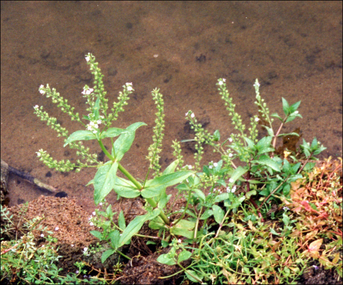 Veronica anagallis aquatica L.