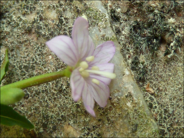 Veronica anagalloides