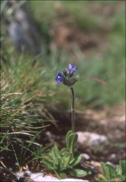 Veronica aphylla L.