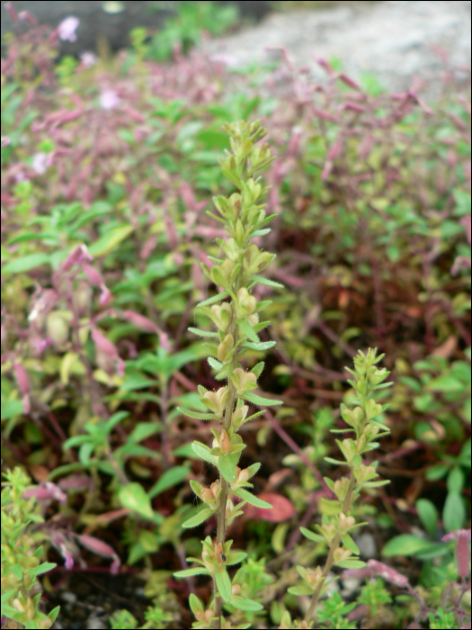 Veronica arvensis