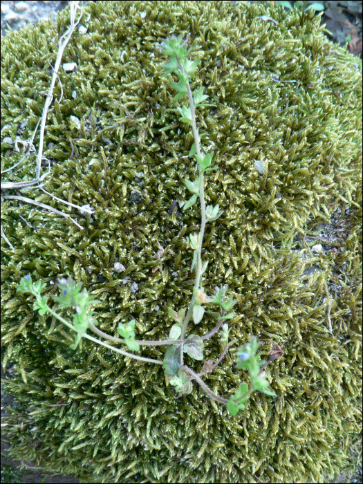 Veronica arvensis