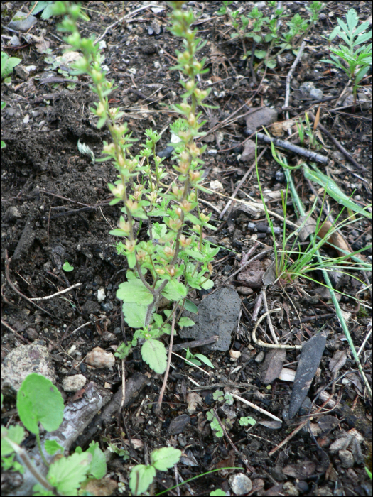 Veronica arvensis