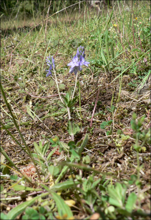 Veronica austriaca