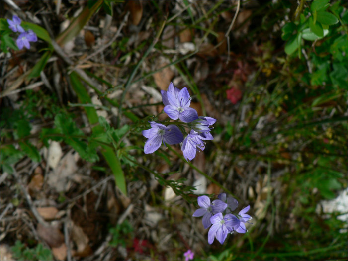 Veronica austriaca