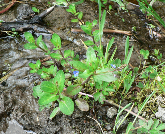 Veronica beccabunga L.