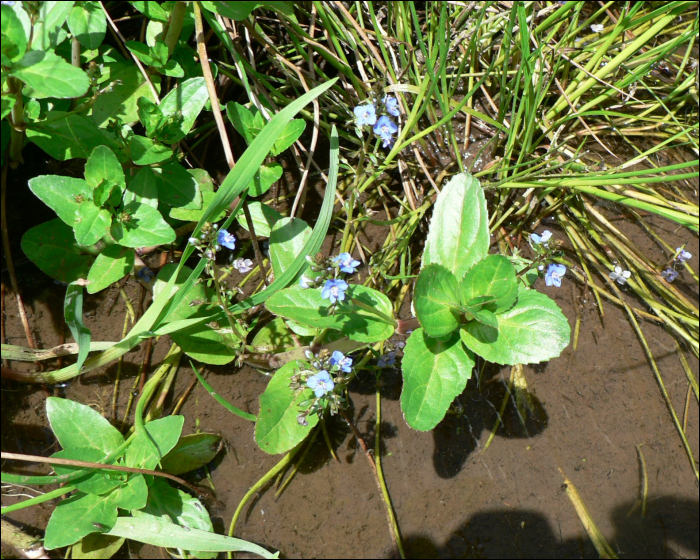 Veronica beccabunga L.