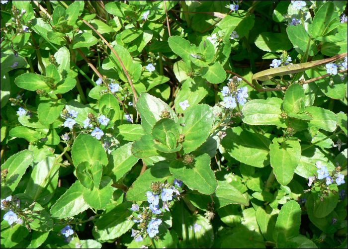 Veronica beccabunga L.