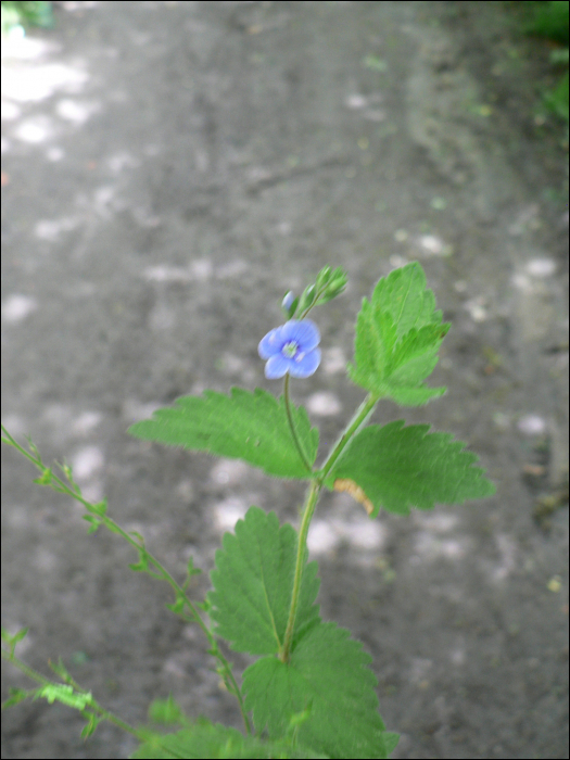 Veronica chamaedrys L.