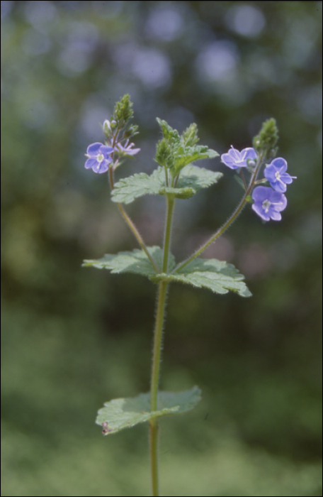 Veronica chamaedrys L.