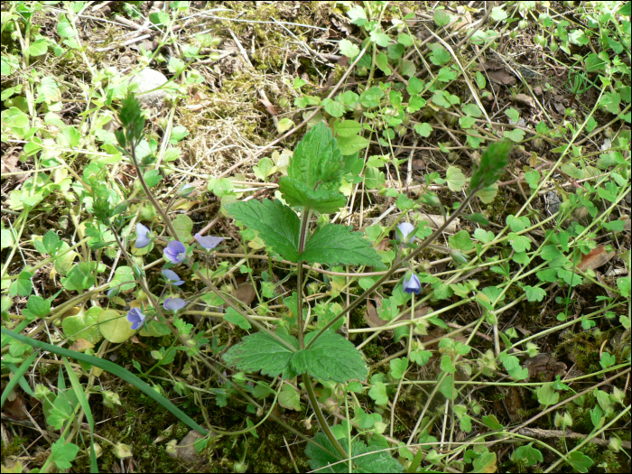 Veronica chamaedrys L.