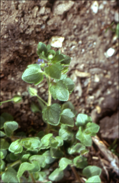 Veronica hederifolia L.