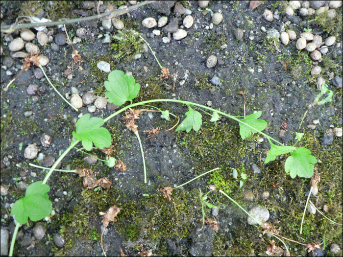 Veronica hederifolia L.