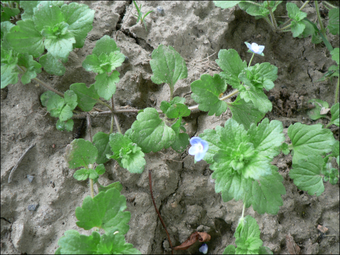 Veronica hederifolia L.