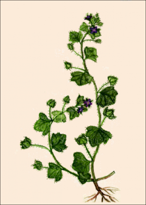 Veronica hederifolia L.