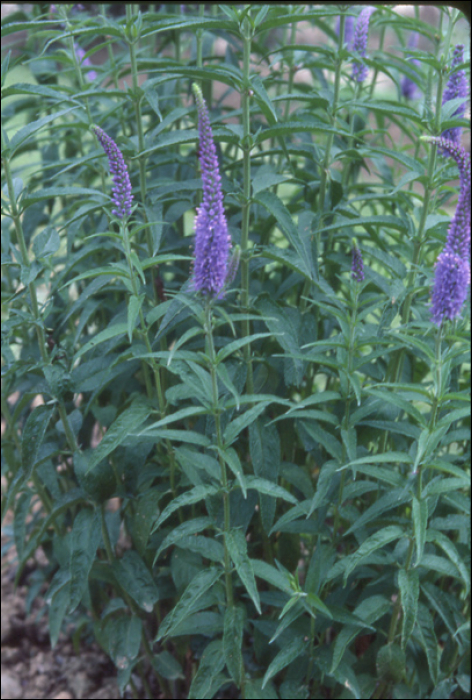 Veronica longifolia L.