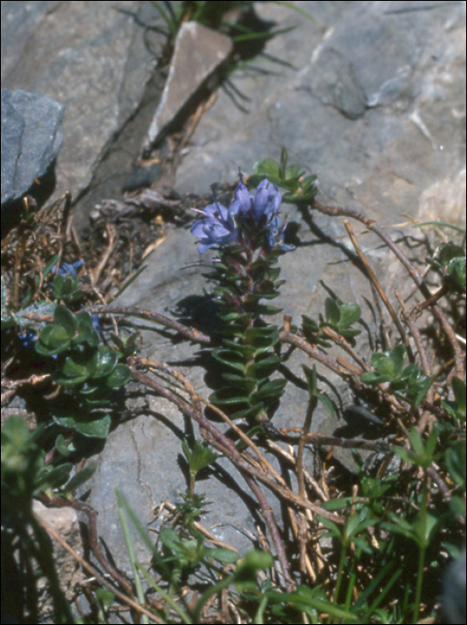 Veronica nummularia Gouan