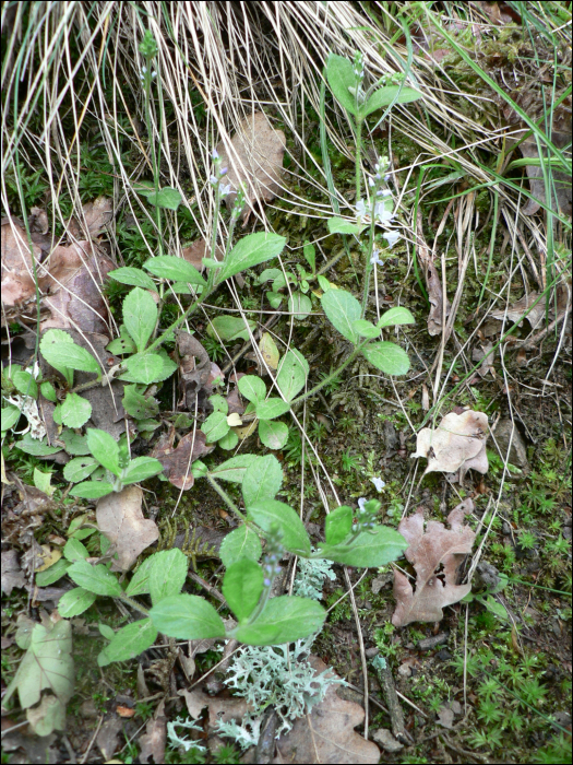 Veronica officinalis L.